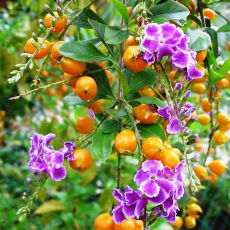 金葉假連翹|金連翹 Duranta erecta